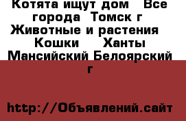 Котята ищут дом - Все города, Томск г. Животные и растения » Кошки   . Ханты-Мансийский,Белоярский г.